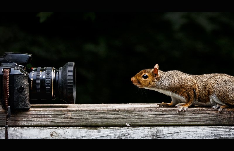 Nature Photographer
