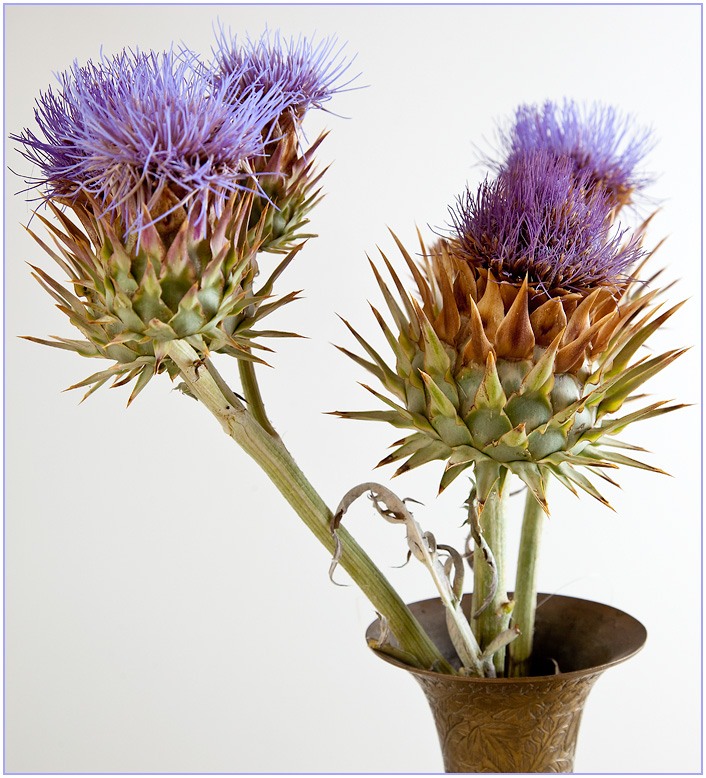 Incongruous:  fuzzy and prickly