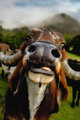 Jar Jar Binks was a Cow?