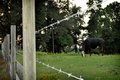 Fenced!