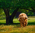 Highland Bull