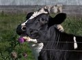 fenceline treat