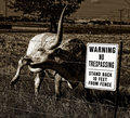 Mad Cow Disease