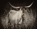 Longhorn