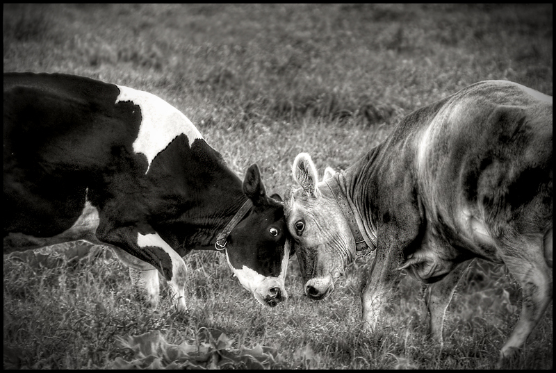 mooo war