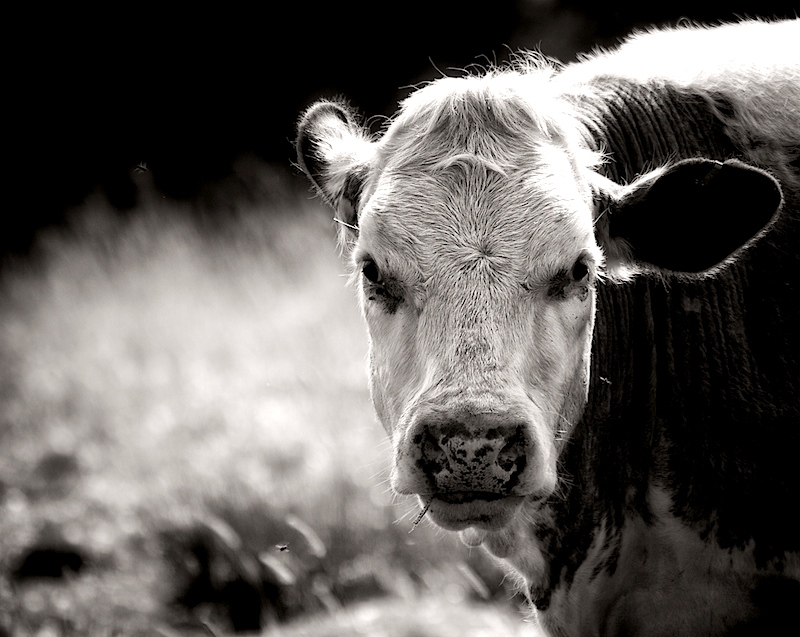 Grazer Gaze