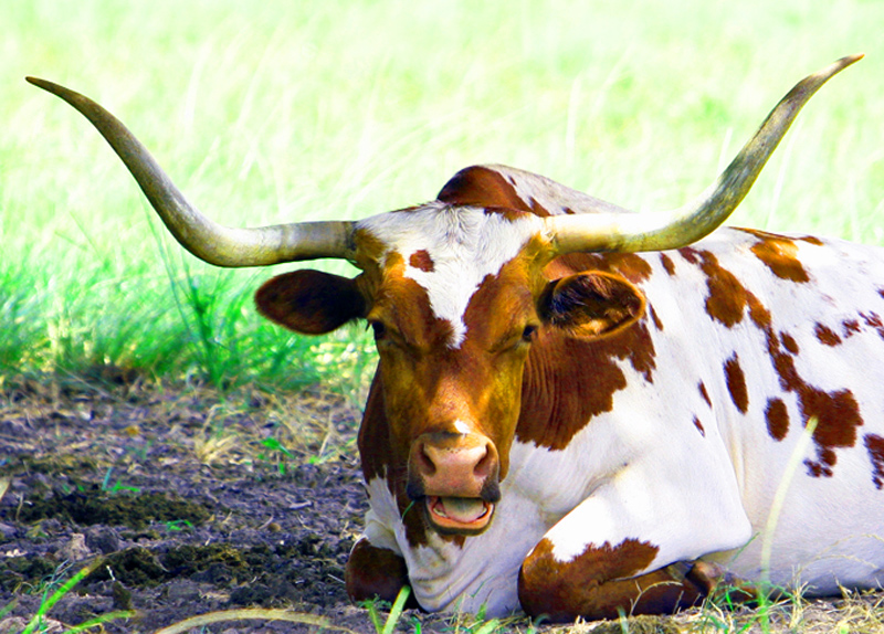 Texas Longhorn