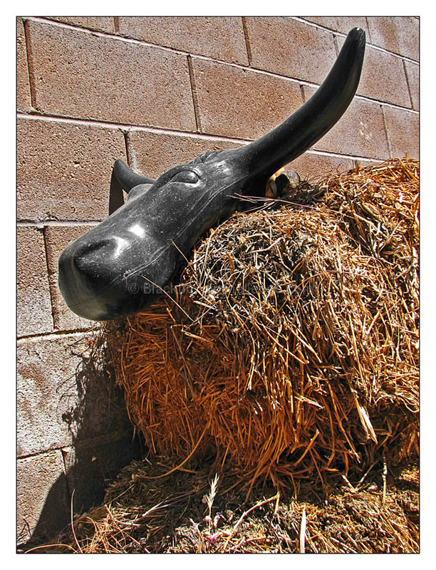 - hey cow -