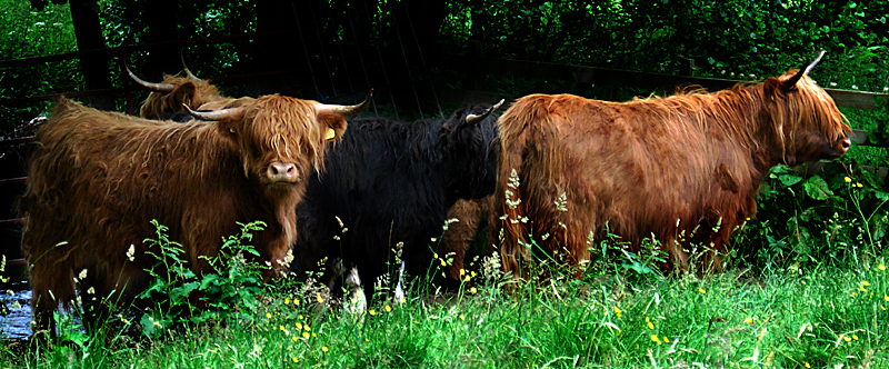 Scottish Highlanders