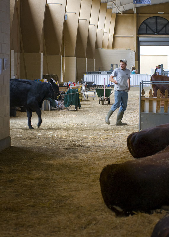 Cow Pulling