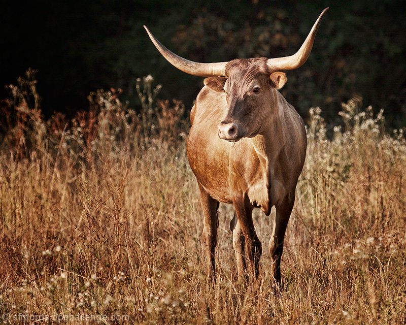 Young Longhorn