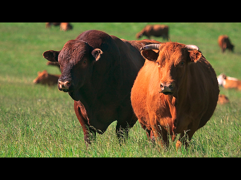 Pasture Partners