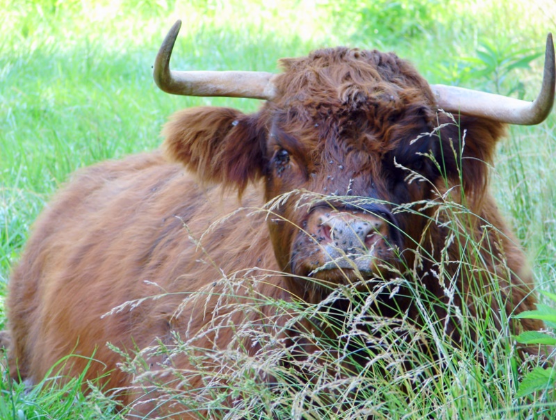 Peek -a- boo bovine