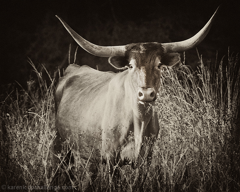 Longhorn