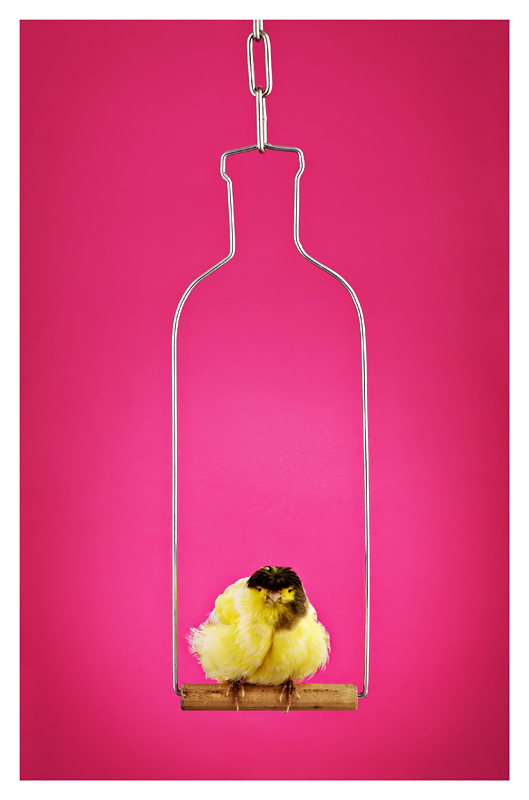 ABSOLUT CANARY