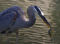 Stranger in the Park Eating a Fish