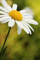 Daisy Days