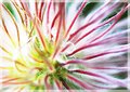 Bloom Burst