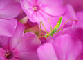Petal Hopper