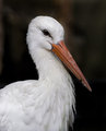 Stork