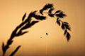 Grass at Dusk