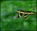 Giant Swallowtail