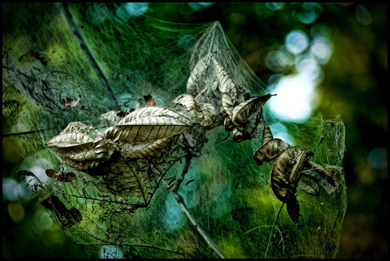 The Nest