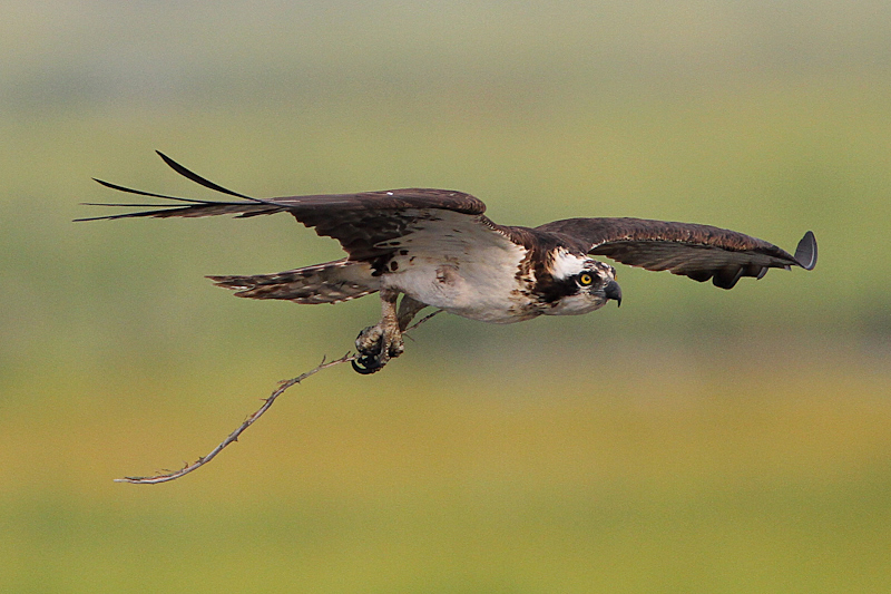 Osprey Nest Building