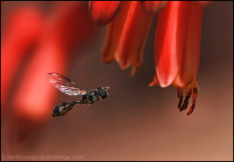 One winged wonder