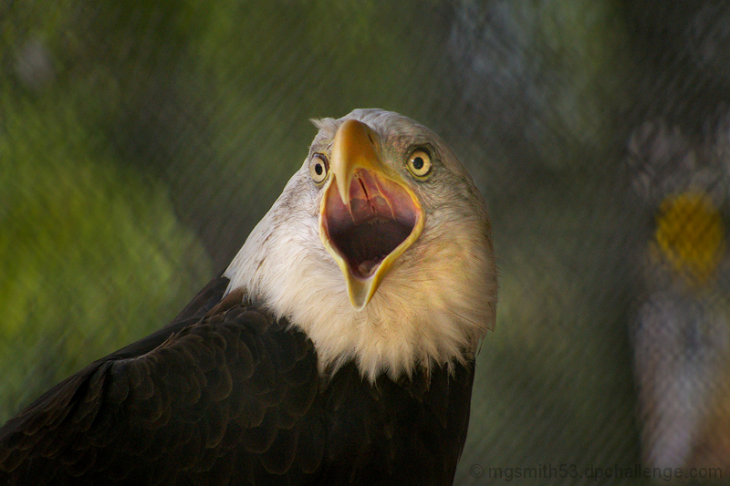 The Caged Bird Sings