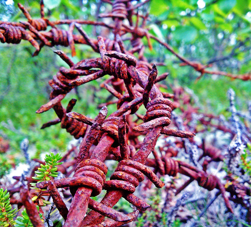 Barb Wire.