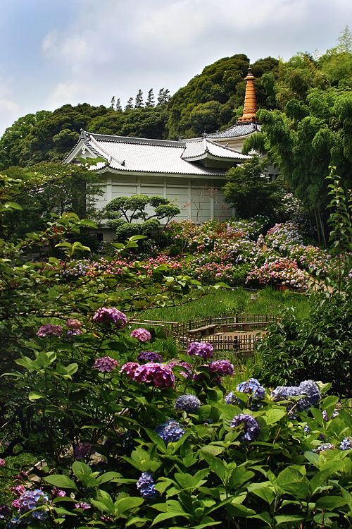 "Temple of Hydrangeas"