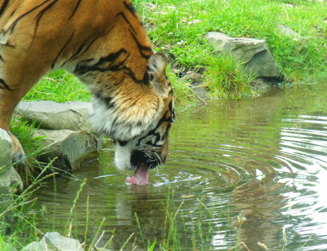 Tiger Drinking