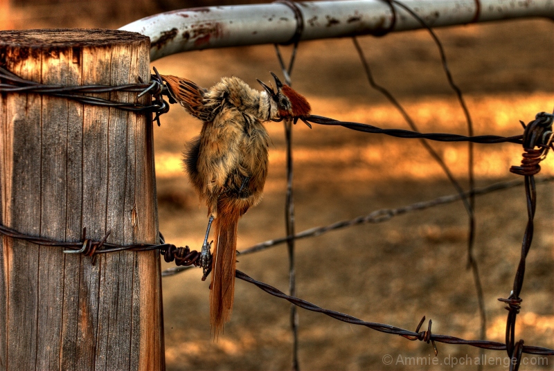 Butcher Bird's Handiwork