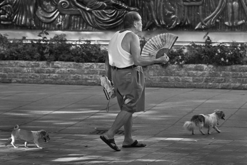 Walking the Dogs