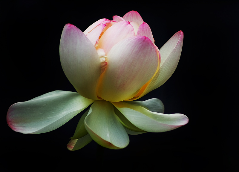 Lotus Blossom