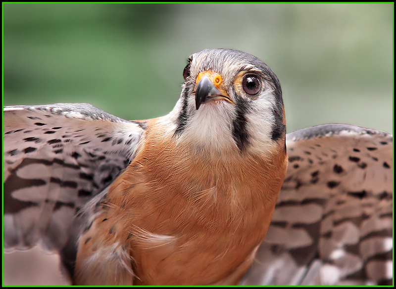 American Kestrel