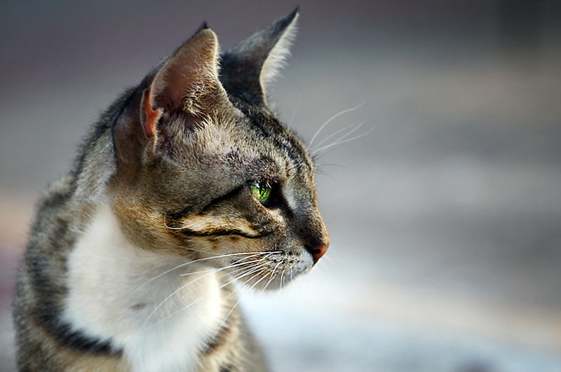 Street cat