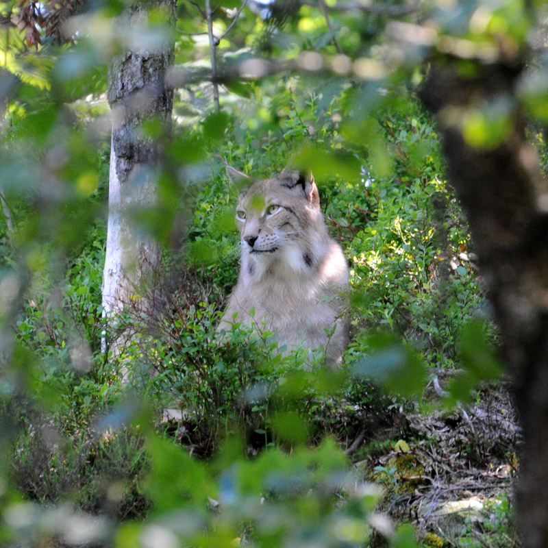 The Lynx