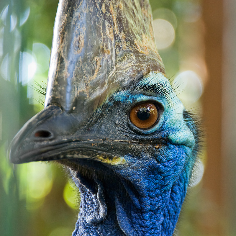 Cassowary 