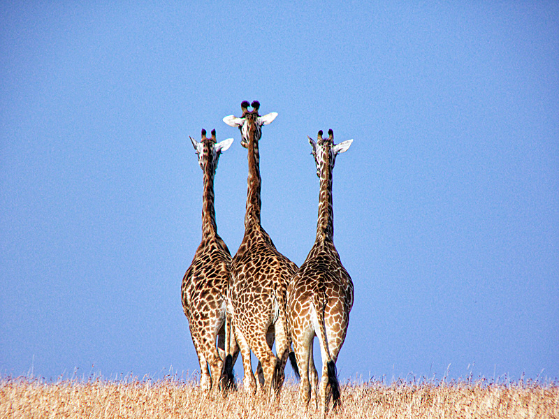 Trio