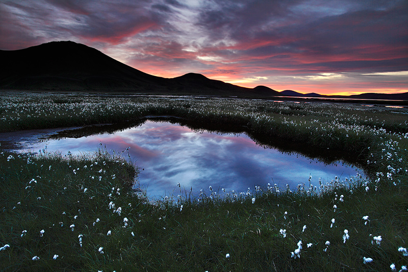 Cotton Grass