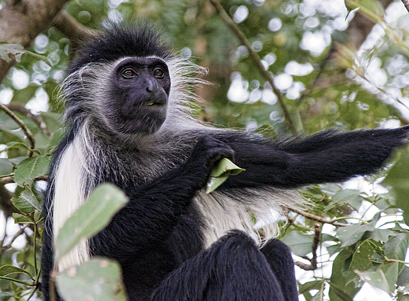 Lunch for a Colobus Monkey