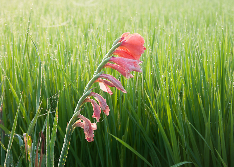 Dewy Morning at the Rice Paddy