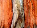 Inner Beauty - One Log Split 3 Ways