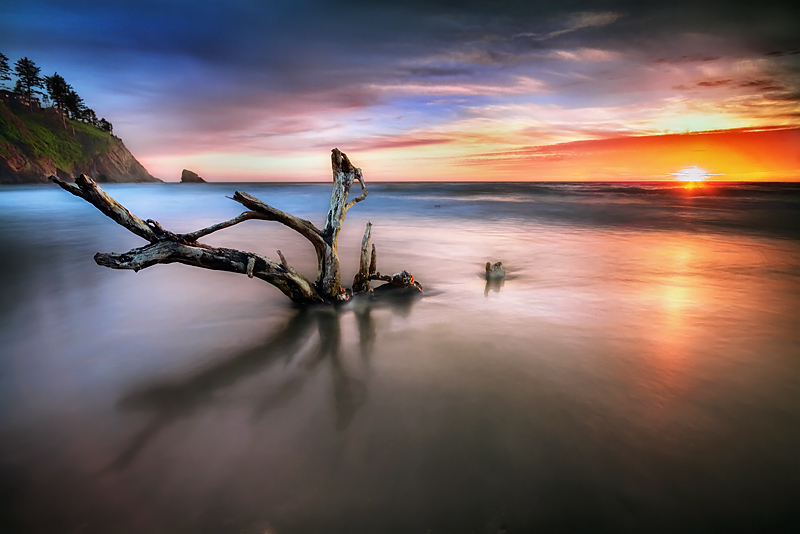 A dead tree on the beach
