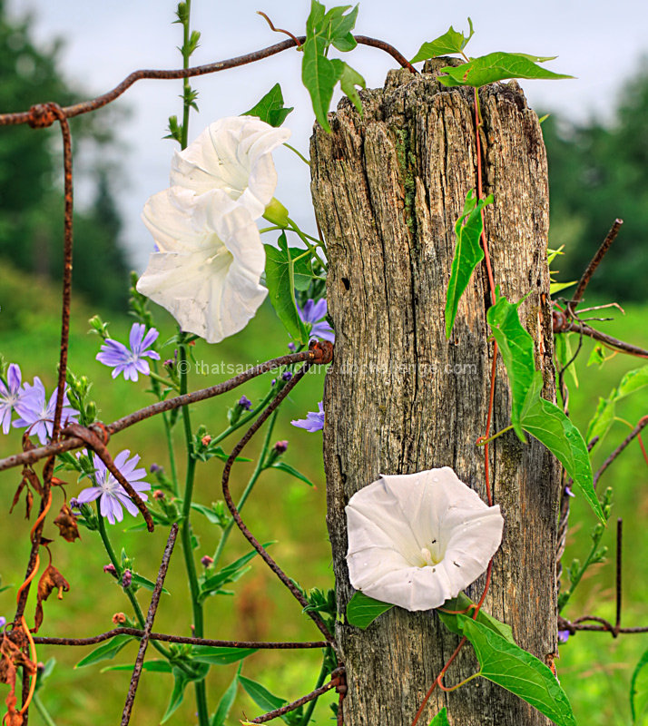 Old Fence Post 