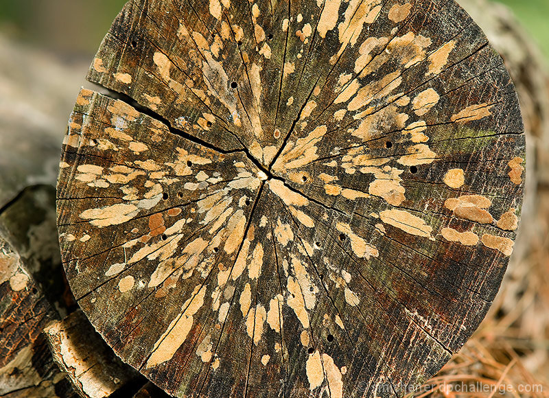 Woodpile Log