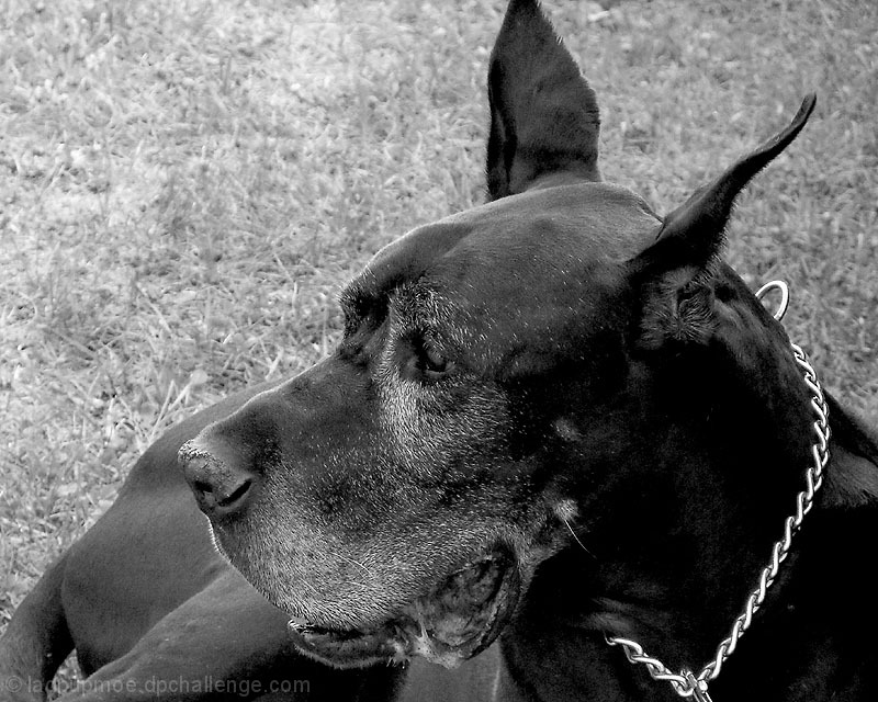 Dog with rectangle head