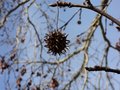 Liquid Amber Seed